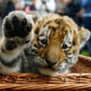 Meet your Posher, Cj